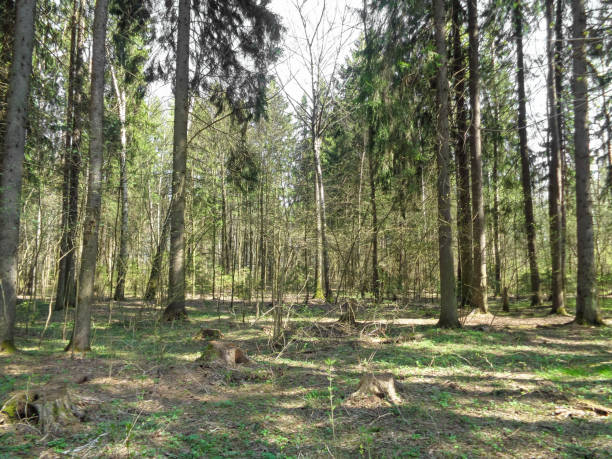 istock Sunny day in the forest of Russia in spring 677401444