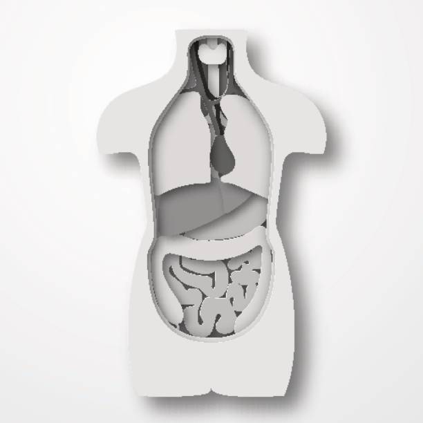 istock Human body anatomy, medical organs system paper craft style vector illustration 677402532