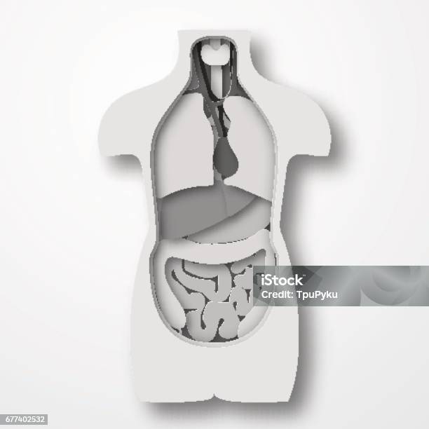 Human Body Anatomy Medical Organs System Paper Craft Style Vector Illustration Stock Illustration - Download Image Now