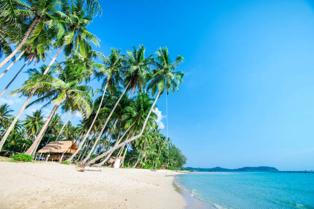 istock Coconut tree on the tropical beach with sky 677403080