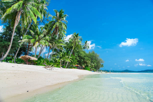 istock Coconut tree on the tropical beach with sky 677403118