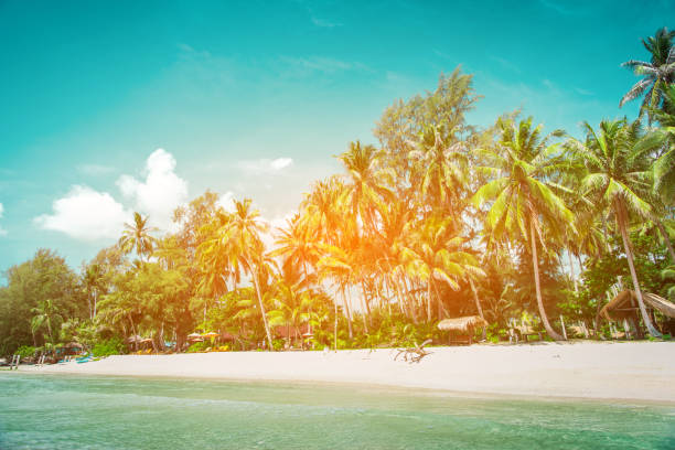 istock Coconut tree on the tropical beach with sky 677403172