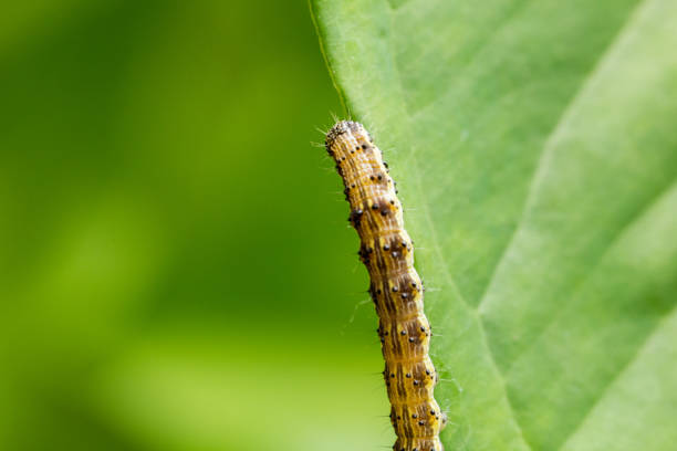 istock Cotton bollworm on the leaves 677405672