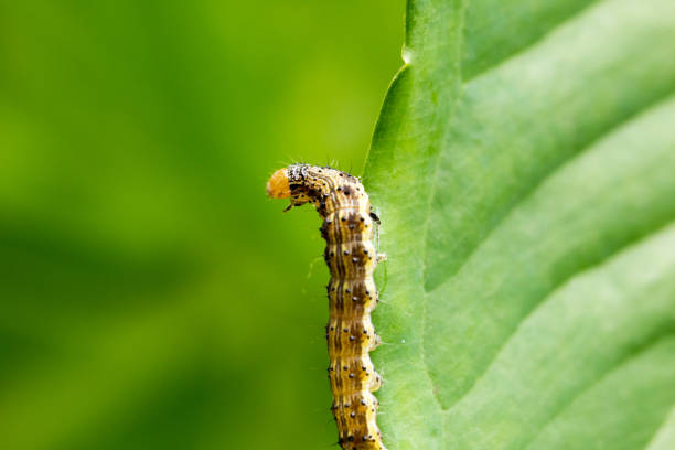 istock Cotton bollworm on the leaves 677413192