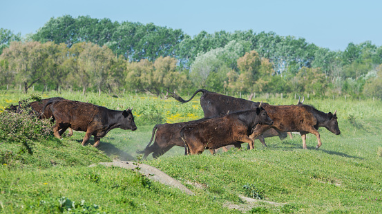 Herd of bulls of Camargue running in a field