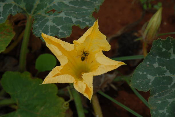 istock Pumpkin blossom in Spain 677414282