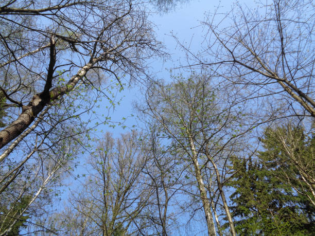 istock Sunny day in the forest of Russia in spring 677428334