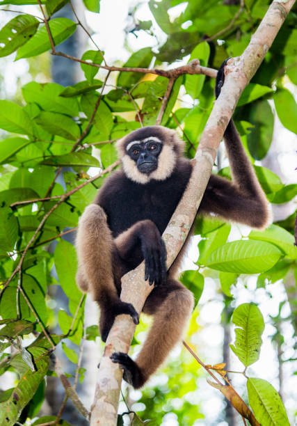istock Gibbon sitting on the tree. 677435426
