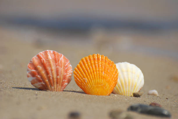 istock Seashell on the sand at the beach, 677437446