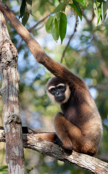 istock Gibbon sitting on the tree. 677440760