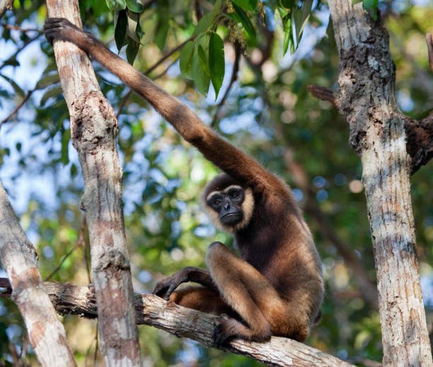 istock Gibbon sitting on the tree. 677441058