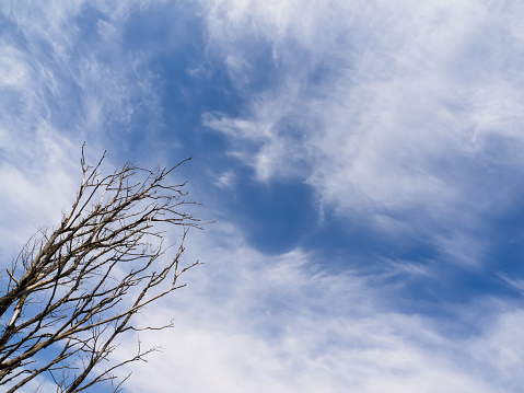Branches of a dry tree against a blue sky.