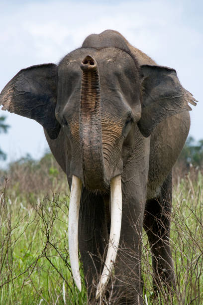 istock Portrait of an Asian elephant. 677449486