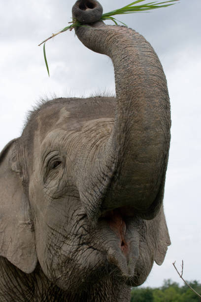 istock Portrait of an Asian elephant. 677456154