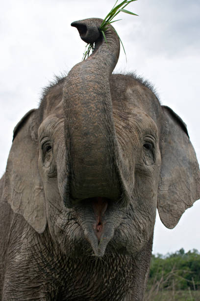 istock Portrait of an Asian elephant. 677458538
