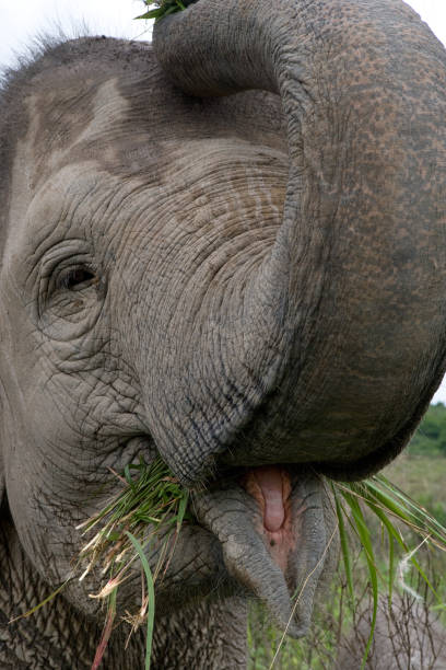 istock Portrait of an Asian elephant. 677458714