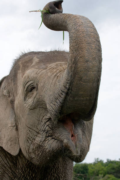 istock Portrait of an Asian elephant. 677461044