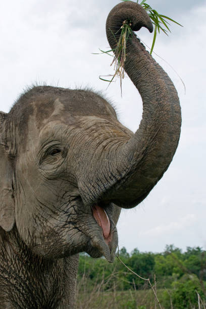 istock Portrait of an Asian elephant. 677461152