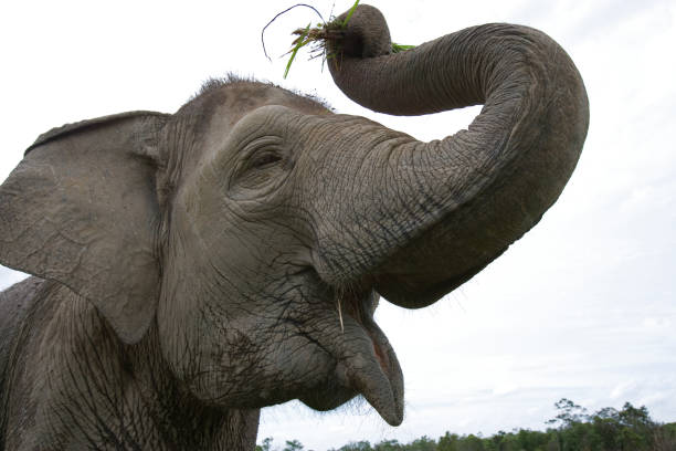 Portrait of an Asian elephant.