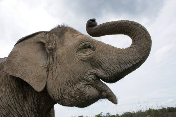 istock Portrait of an Asian elephant. 677466702