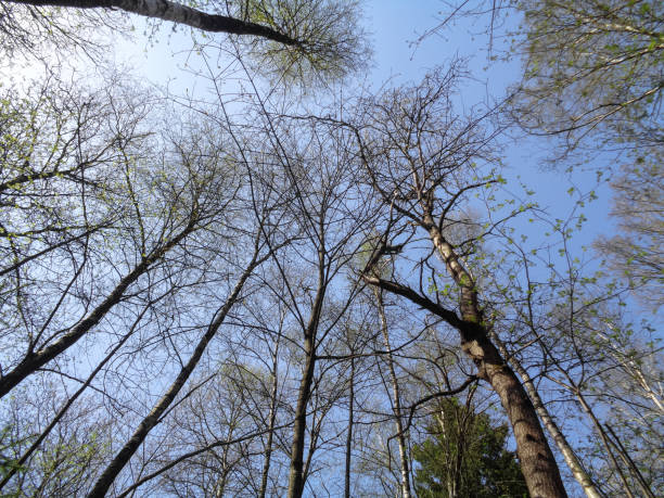 istock Sunny day in the forest of Russia in spring 677467902