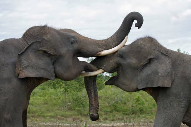 istock Two Asian elephants playing with each other. 677469378