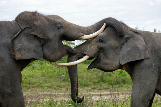 Two Asian elephants playing with each other.