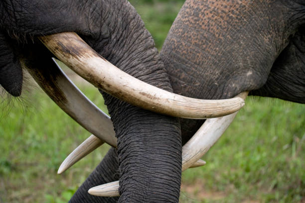 istock The tusks and trunk of the Asian elephant. 677469708