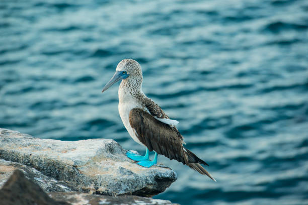 booby dai piedi blu (sula nebouxii) alle isole galapagos, immagine xxl - galapagos islands bird booby ecuador foto e immagini stock