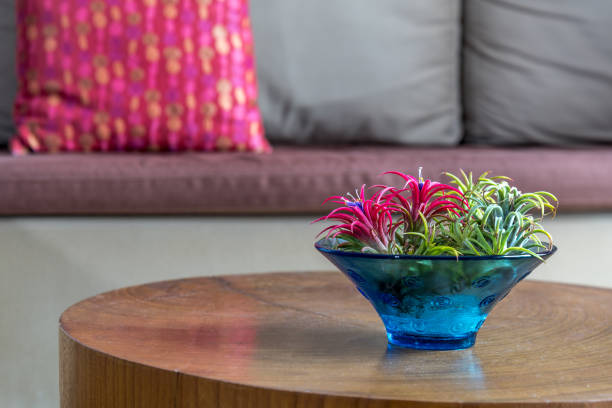 Flower vase on wooden table with couch background / lifestlye & home decoration conceptual Flower vase of Bromeliad plants on wooden table with couch background / lifestlye & modern home interior decoration conceptual bromeliad photos stock pictures, royalty-free photos & images