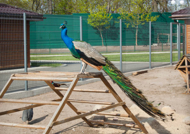 istock Peacock at the backyard, poultry yard 677504908
