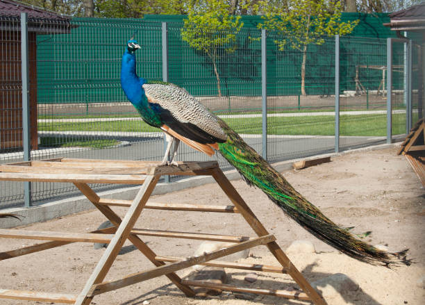 istock Peacock at the backyard, poultry yard 677505050