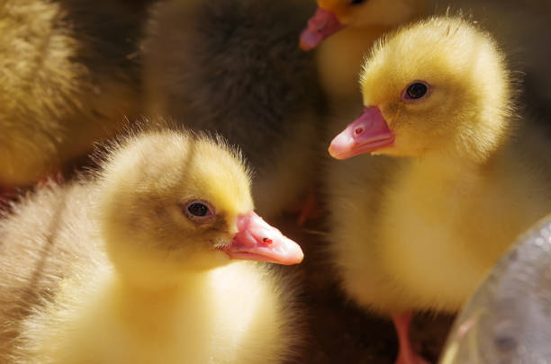 istock Goslings. Subsistence farming 677507284