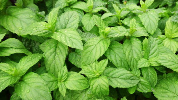 peppermint plants in a garden stock photo