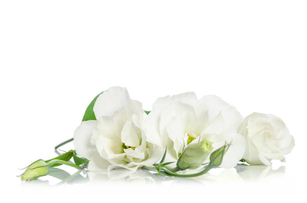 istock Beautiful white eustoma flowers isolated on white background 677569672