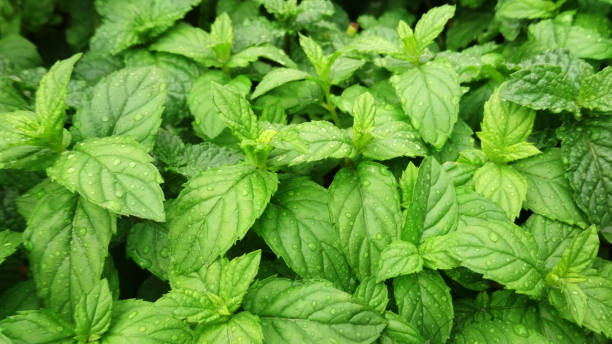 peppermint plants in a garden stock photo