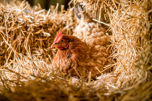 Chicken laying an egg in nest box. Bird relaxing in animal nest. It is nesting in henhouse.