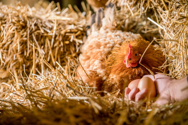 istock Man hand holding eggs by chicken in coop 677597034