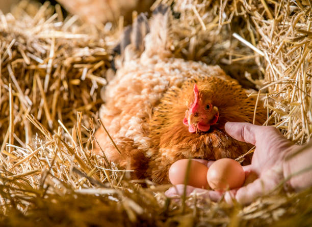 Man hand holding eggs by hen in coop