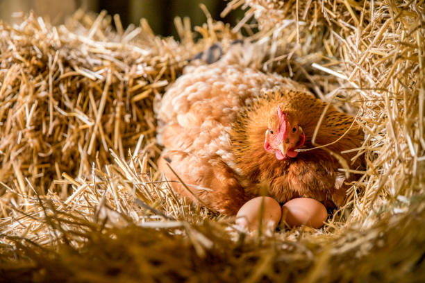 Chicken with eggs relaxing on hay in coop