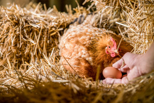 istock Man hand holding egg by chicken in coop 677597274