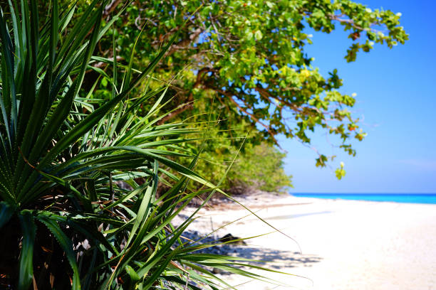 istock Tropical beach in Thailand 677608198