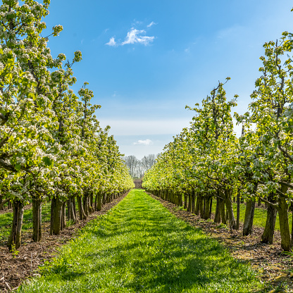 Apple Trees In blossom in  Orchard under a blue sky in spring time