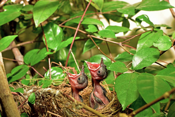 Birds waiting for the mother to feed