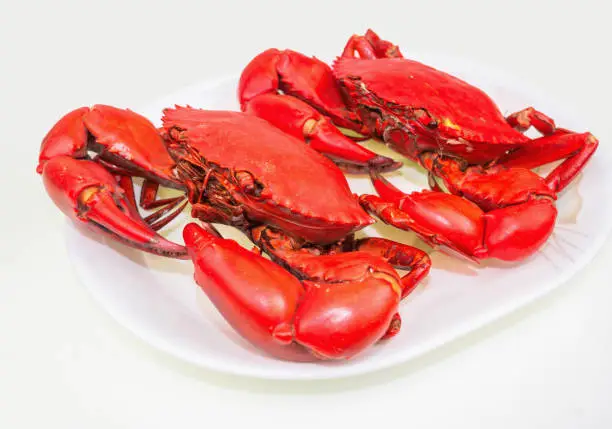 Photo of Steamed mud crab in a white plate, isolated on white background.