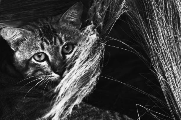 istock Siamese cat enjoy hide and seek outdoor in meadow 677663846