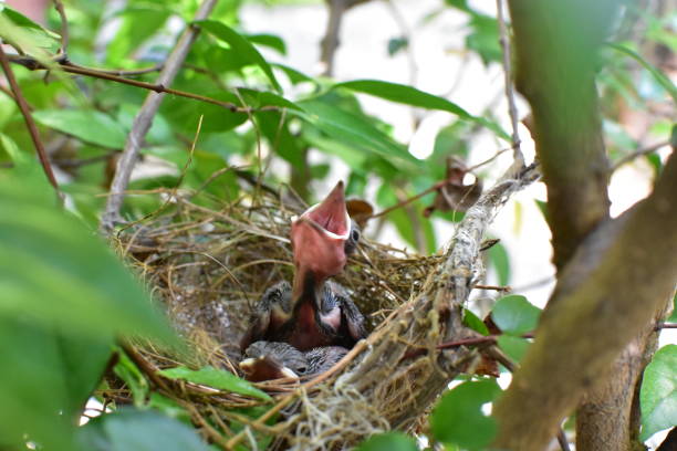 istock Birds waiting for the mother to feed 677674594