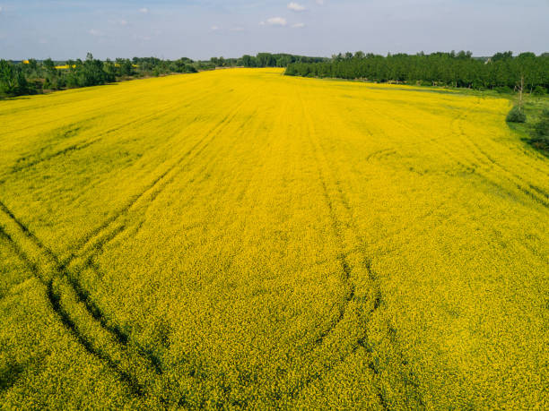 istock Oilseed rape fields from above, development of agriculture, bioeconomy and bio-based industries 677687306