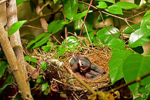 istock Birds waiting for the mother to feed 677698370