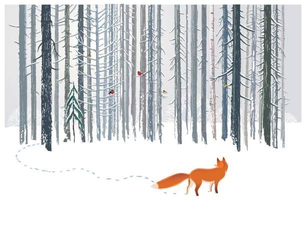 Winter forest and Fox. Vector illustration. Winter forest landscape with a Fox and birds on the branches of trees. fox stock illustrations